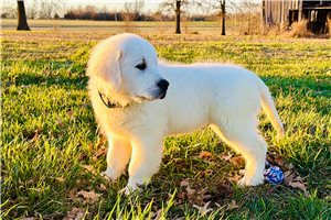 Voyage - English Golden Retriever for sale
