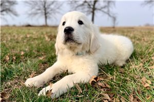 Voyage - English Golden Retriever for sale