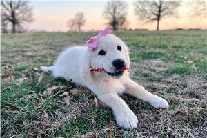 Vanessa - English Golden Retriever for sale