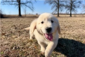 Vincent - English Golden Retriever for sale