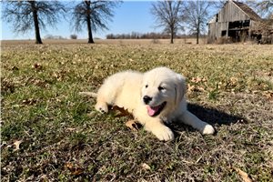 Vanessa - English Golden Retriever for sale