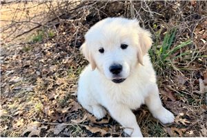 Vernon - English Golden Retriever for sale