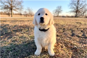 Vincent - English Golden Retriever for sale
