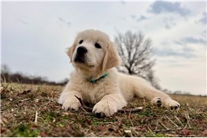 Vernon - English Golden Retriever for sale