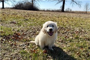 Veronica - puppy for sale