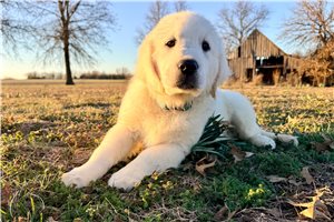 Voyage - English Golden Retriever for sale