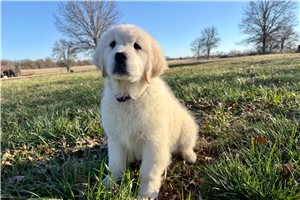 Violet - English Golden Retriever for sale