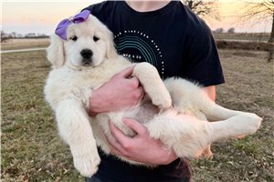 Violet - English Golden Retriever for sale