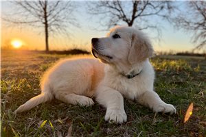 Vernon - English Golden Retriever for sale