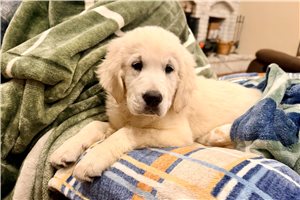 Voyage - English Golden Retriever for sale