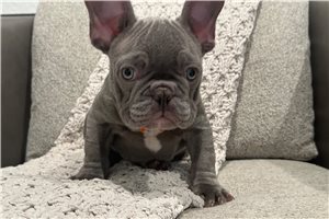 River - French Bulldog for sale