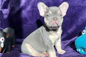 Dax - French Bulldog for sale