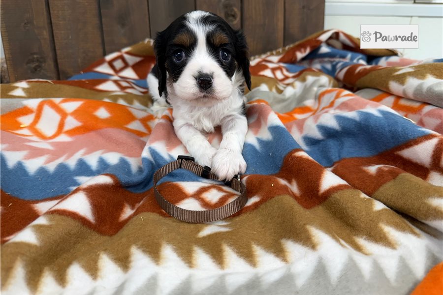 Farley - Cavalier King Charles Spaniel for sale