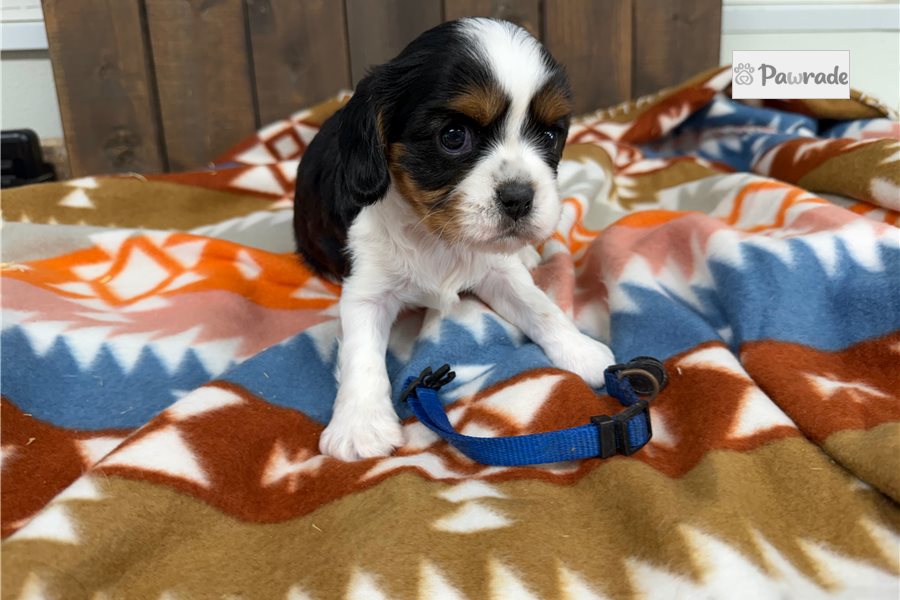Flynn - Cavalier King Charles Spaniel for sale