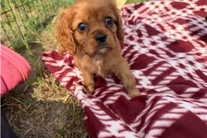 Ladora - puppy for sale