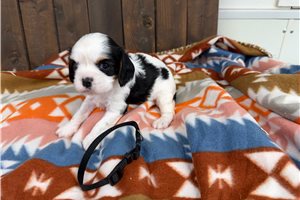 Foster - Cavalier King Charles Spaniel for sale