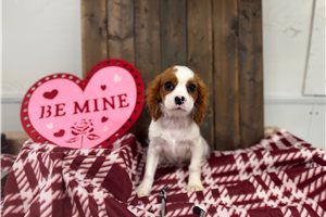 Forrest - Cavalier King Charles Spaniel for sale