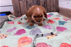 Nugget - Cavalier King Charles Spaniel for sale