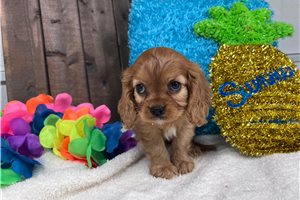 Nibbles - Cavalier King Charles Spaniel for sale