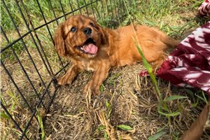 Lancelot - puppy for sale