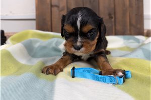 Otis - Cavalier King Charles Spaniel for sale