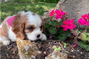 Dwight - Cavalier King Charles Spaniel for sale