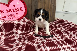 Konrad - Cavalier King Charles Spaniel for sale