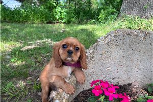 Norman - puppy for sale