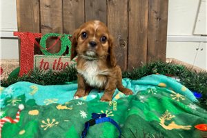 Gustavo - Cavalier King Charles Spaniel for sale