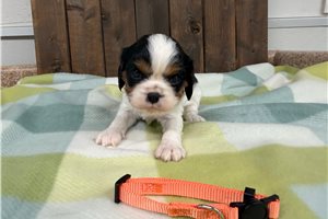 Oriana - puppy for sale