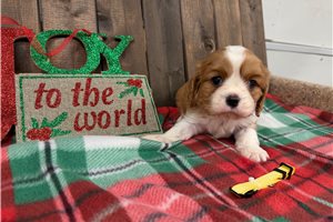 Isaiah - Cavalier King Charles Spaniel for sale