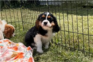 Dash - Cavalier King Charles Spaniel for sale