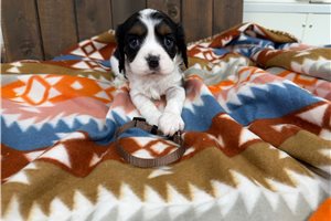Farley - puppy for sale