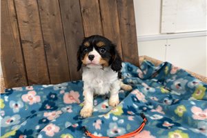 King - Cavalier King Charles Spaniel for sale