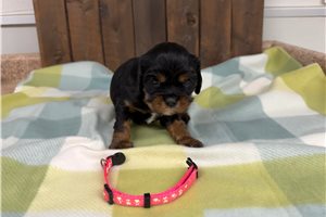 Odessa - puppy for sale