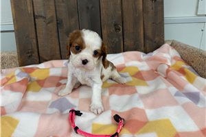 Lucy - Cavalier King Charles Spaniel for sale