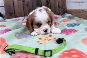 Dwight - Cavalier King Charles Spaniel for sale