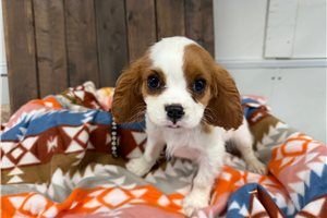 Fernando - Cavalier King Charles Spaniel for sale