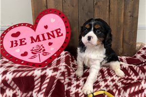 Keith - Cavalier King Charles Spaniel for sale