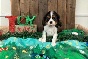 Garth - Cavalier King Charles Spaniel for sale