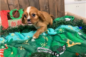 Griffin - Cavalier King Charles Spaniel for sale