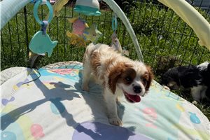 Carter - Cavalier King Charles Spaniel for sale
