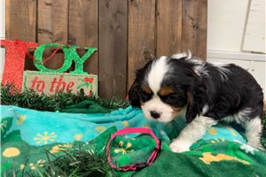 Heidi - Cavalier King Charles Spaniel for sale