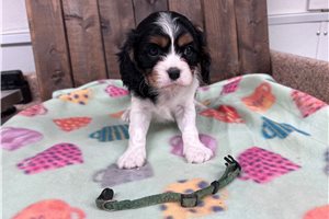 Faust - Cavalier King Charles Spaniel for sale