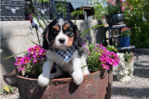 Flynn - puppy for sale
