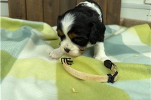 Olympia - puppy for sale