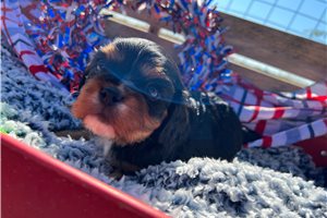 Yardley - Cavalier King Charles Spaniel for sale