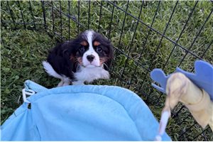 Olympia - Cavalier King Charles Spaniel for sale