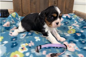 Darlene - Cavalier King Charles Spaniel for sale