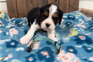 Dash - Cavalier King Charles Spaniel for sale